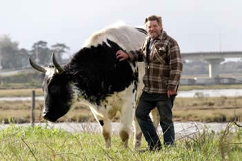 Eric stands with Babe one of our 2400 pound oxen.